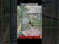 Download Lagu Burung Mozambik Birahi Gacor Buka Sayap #shorts #burung #finchbird
