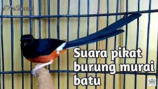 Download Suara pikat burung murai batu,!! PALING AMPUH!! 🔴[TANPA IKLAN!! ]🔴 MP3