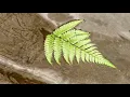 SPIRIT LEAD ME (LIVE | Lyric Video) - Michael Ketterer w. Influence Music