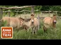 Lagu Wie wild ist das Wildpferd? | Reportage für Kinder | Anna und die wilden Tiere