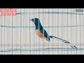 Download Lagu Murai gacor isian cililin katem lovebird full materi...
