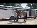 Rowdy sells on platinum equine auction