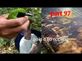 KESERUAN MIKAT/MULUT C IJO DI HUTAN NATUNA