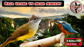 tengkek udang vs cucak jenggot masteran jadul