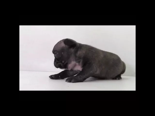 動画