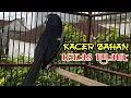 Download Lagu Test pancingan suara kacer ngeplong buat memancing kacer bahan cepat bunyi langsung nyaut, ampuh!!