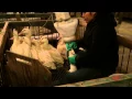 Husdson Valley Foie Gras Farm Visit Gavage Feeding