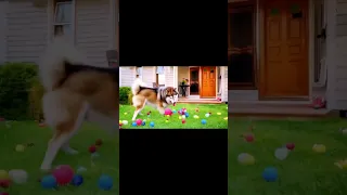 الكلب اللولو هوهو الكلب الكلب الولو هوهو أغاني أطفال دندنها