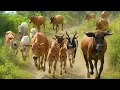 Download Lagu Video Kerumunan Sapi Berlari Menuruni Bukit, Suara Sapi Moo, Sapi Lucu Beramai-ramai di jalan