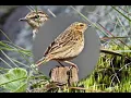 Download Lagu Western Ghats Endemic Birds | Nilgiri Pipit (Anthus nilghiriensis) | Bird Sound /Song /Call