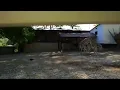 Zebras fucking