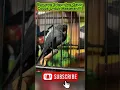 Download Lagu Burung Srigunting Gacor Abis, Cocok Untuk Masteran!!!!