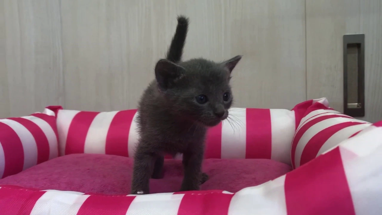 動画