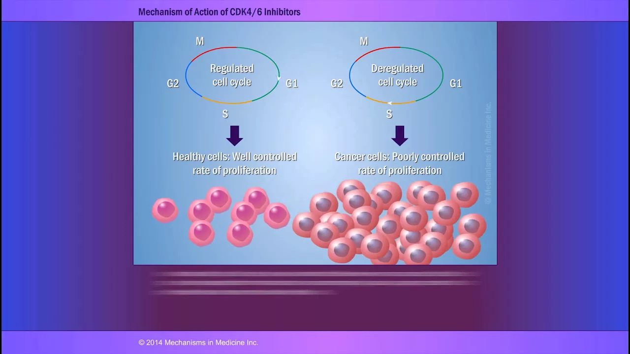 The Biological Rationale for CDK4/6 Inhibitors