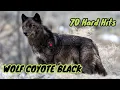Lagu Hunting the Strongest Black Coyote Wolf || Seventy Hard Hits #wolf #coyote #coyotes #hunting