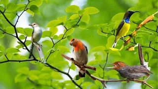 suara pikat sogon ciblek pari dan kolibri paling jitu