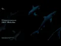 Download Lagu 360º Sharks (Full Album)
