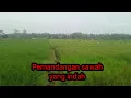Download Lagu Mudah-mudahan panen melimpah