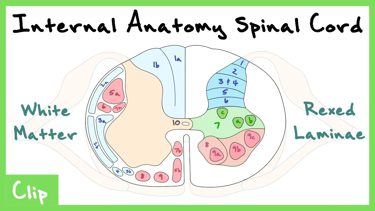 Internal Anatomy Of The Spinal Cord Explained (Rexed Laminae & White Matter Tracts) | Clip