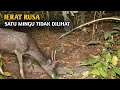 Download Lagu Melihat jerat payau dikebun jagung ll cara membuat jerat payau atau rusa