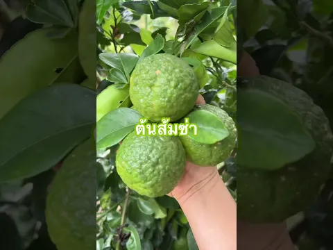 ต้นส้มซ่า นอกจากแกงตาล กินผลสด ทำเมนูอะไรได้บ้างคะ