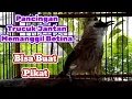 Download Lagu Pancingan Trucuk Jantan Memanggil Betina,Cocok Buat Pikat