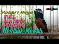 Download Lagu MASTERAN KONIN GACOR FULL MATERI PILIHAN - KOLIBRI NINJA NEMBAK ISIAN MEWAH