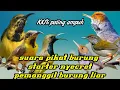 Lagu suara pikat prenjak starter dan sogon birahi ampuh panggil burung kecil liar a44