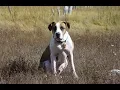 American Bulldog Labrador Retriever American Bullador Dog