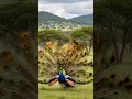 Download Lagu Suara burung merak 🦚 Merak Kuning Membuka Bulunya Sepenuhnya – Reaksi Kerbau Tak Ternilai! 😂