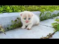 Download Lagu Dramatic Rescue: homeless kittens meowing on the side of the road, Kittens adopted after rescue