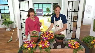 Download Roberta's 1pc WOW Series Ice Plant Quilt Tray Live Plant on QVC MP3