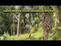 Download Lagu Suara Cuitan anakan sogon memanggil induknya sangat cocok untuk suara pikat sogon yang tau pulut