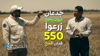 قصة نجاح جدعان خيرات راجح الزراعية في الوادي الجديد بزراعة     فدان من القمح دندنها