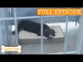 Shelter-Shocked Puppy Finds New Family | Full Episode S5 E8
