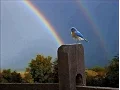 Lagu Somewhere Over the Rainbow /  What a Wonderful World - Israel Kamakawiwo'Ole with lyrics