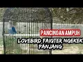 Download Lagu Lovebird faigter ngekek panjang ampuh buat pancingan