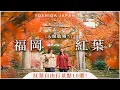 【九州自由行】福岡紅葉10選🍁 九州美食・竈門神社・紅葉八幡宮・太宰府天滿宮・小倉城勝山公園・如意輪寺｜福岡景點・九州自由行・吉田社長 Japan TV