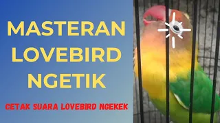 Download MASTERAN LOVEBIRD NGETIK NGEKEK PALING DICARI!!! AMPUH BUAT  LABET NGEKEK DAN GACOR MP3