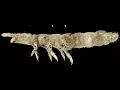 Ghost creature of Antarctica has survived 30 ice ages