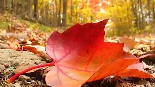 Download Falling Leaf - Nadama \u0026 Bhakta / d2b (Relaxing, meditative, ambient music) MP3