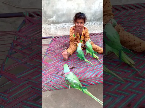 Cute Baby Parrot Long Shorts Viral #cutebaby #shorts #parrot