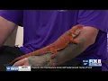 Herps reptile show in Slidell