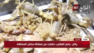 رقان   بعد غروب الشمس    شباب يمارسون هواية جمع العقارب دندنها