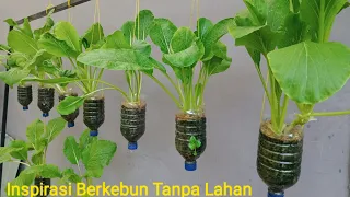 Download Taman Gantung dari Botol Plastik.Tumbuh Sawi Yang Subur MP3