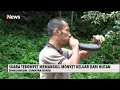 Download Lagu UNIK! Terompet Tanduk Kerbau Pemanggil Monyet Dilakukan Pawang Kera di Sumut - iNews Sore 04/07