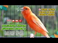 Download Lagu Kenari GACOR‼️ Masteran Burung Kenari PAUD dan Pancingan Kenari MACET BUNYI ( EPISODE  1527)