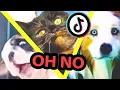 Download Lagu Oh No, Oh No, Oh No No No Meme but with Pets | Oh No TikTok Cute \u0026 Funny Dog And Cat Compilation