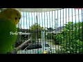 Lagu PARKIT GACOR ! full materi tembak beset crecet masteran murai C ijo anis kacer / Budgie Parakeet