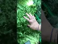 Çikorja - Bima Ideale për Pastrimin e Gjakut, Mëlçisë dhe Tëmthit